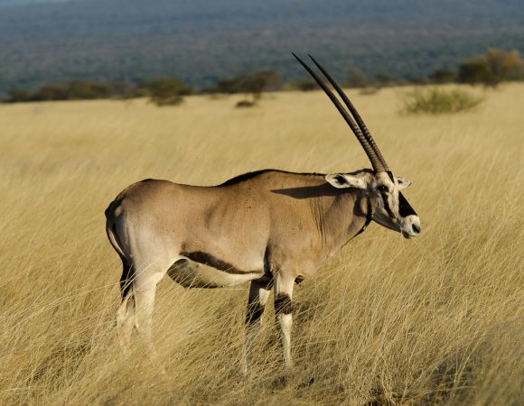 7 Days Trekking on Bale Mountains National Park