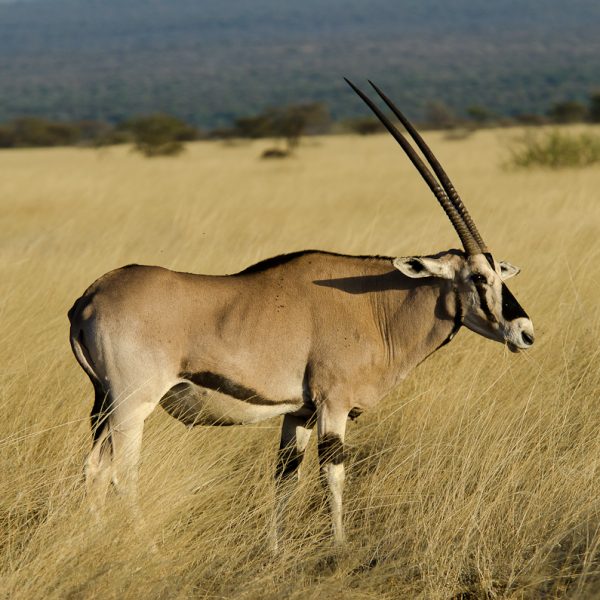 7 Days Trekking on Bale Mountains National Park